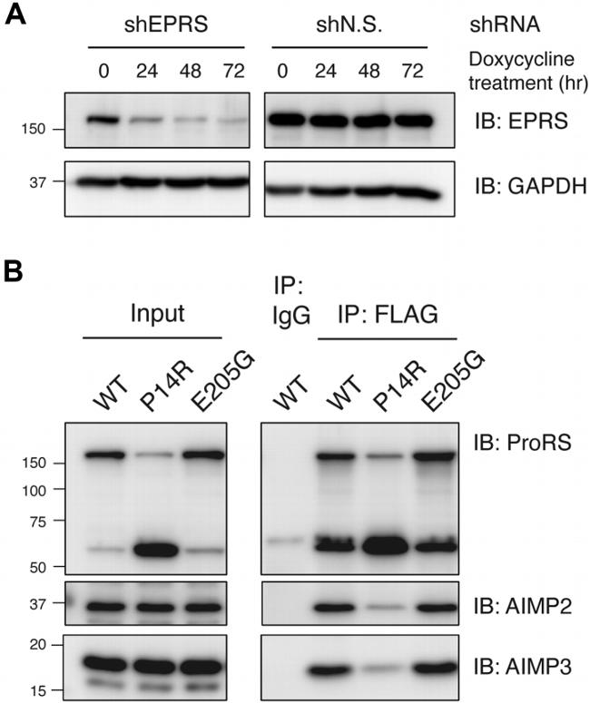 EEF1E1 Antibody in Western Blot (WB)