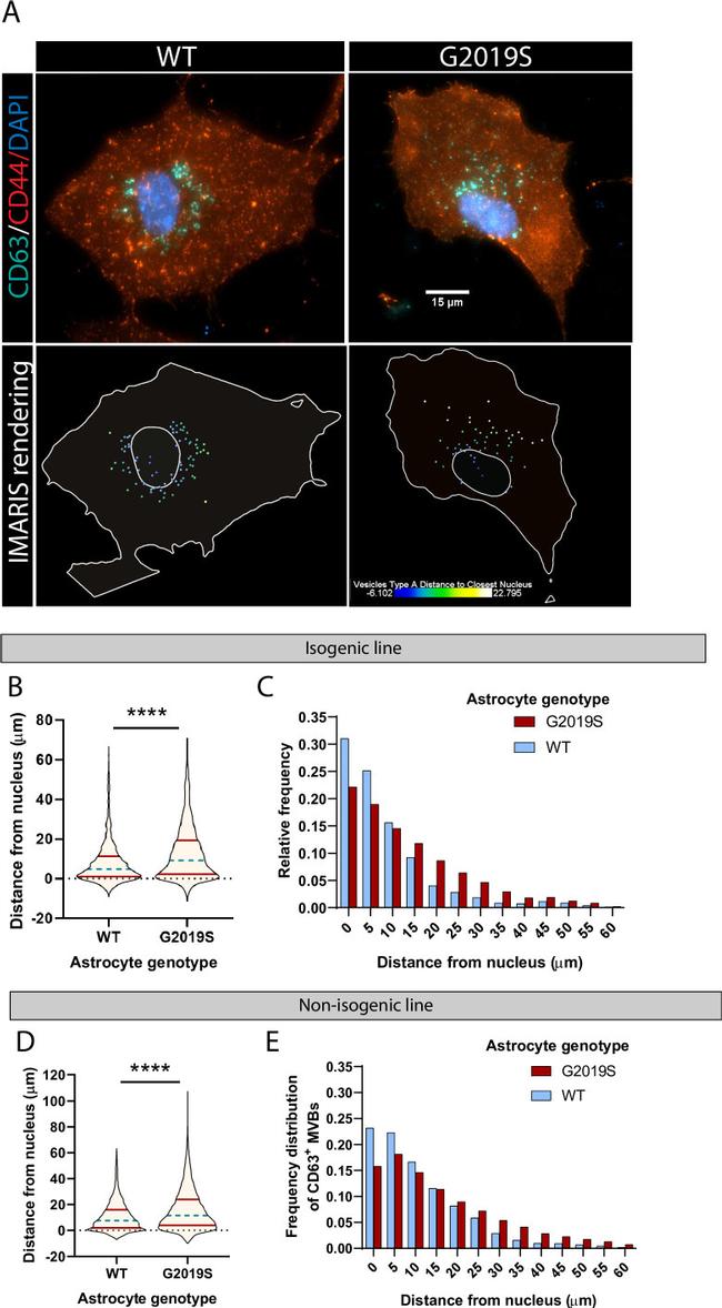 CD63 Antibody in Immunocytochemistry (ICC/IF)