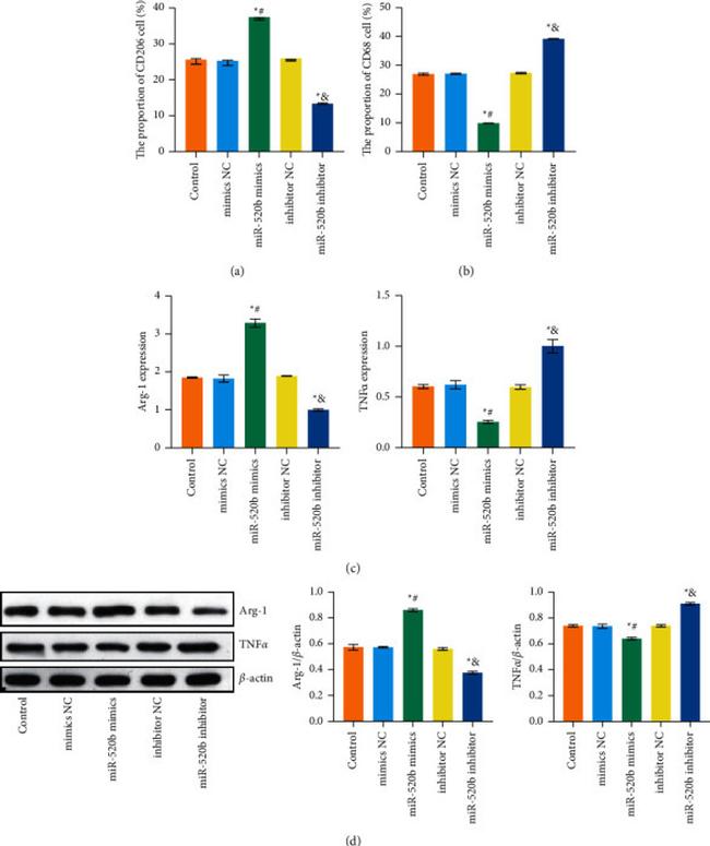 CD68 Antibody in Flow Cytometry (Flow)