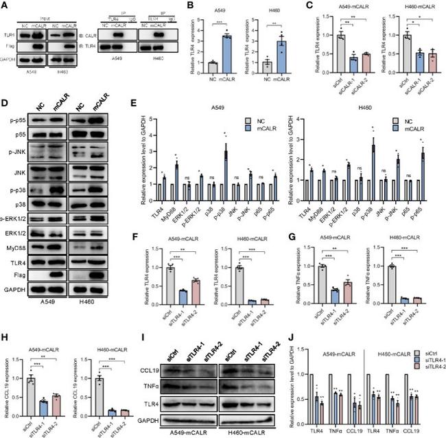 MIP-3 beta Antibody in Western Blot (WB)