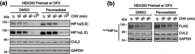 Cullin 2 Antibody in Western Blot (WB)