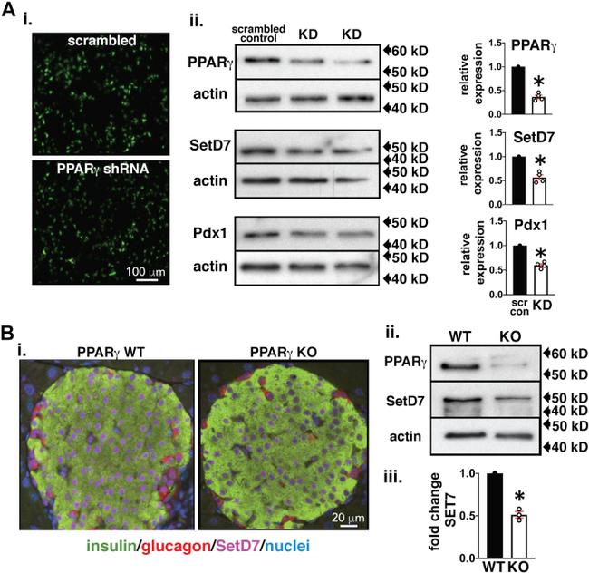 PPAR gamma Antibody in Western Blot (WB)