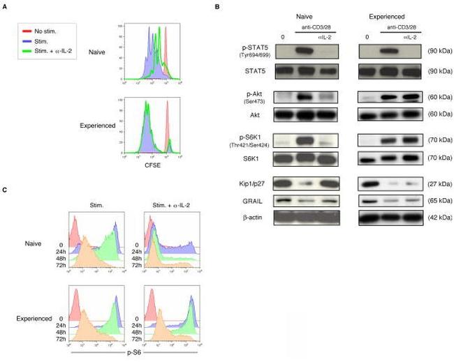 Phospho-AKT1 (Ser473) Antibody in Western Blot (WB)