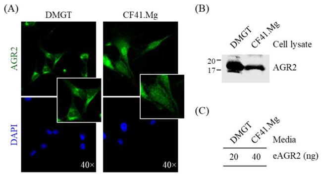 AGR2 Antibody in Western Blot (WB)