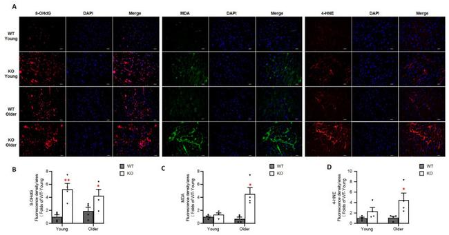 4-Hydroxynonenal Antibody in Immunohistochemistry (PFA fixed) (IHC (PFA))