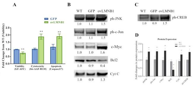 CREB Antibody in Western Blot (WB)