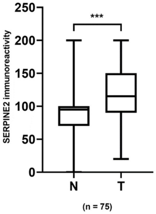 SERPINE2 Antibody in Immunohistochemistry (IHC)