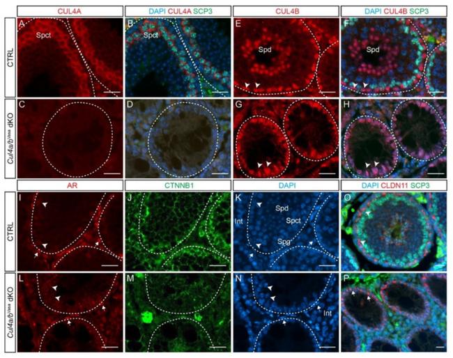 Claudin 11 Antibody in Immunocytochemistry, Immunohistochemistry (ICC/IF, IHC)