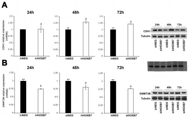 DNMT3B Antibody in Western Blot (WB)