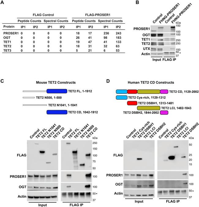 TET1 Antibody in Western Blot (WB)