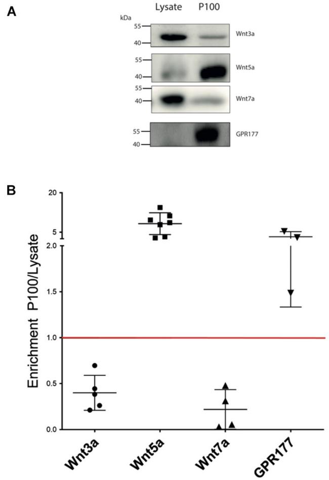 WNT7A Antibody in Western Blot (WB)