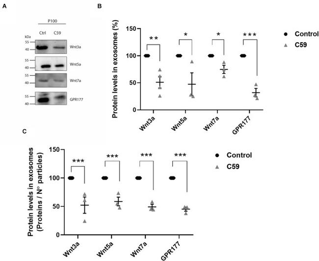 WNT3A Antibody in Western Blot (WB)