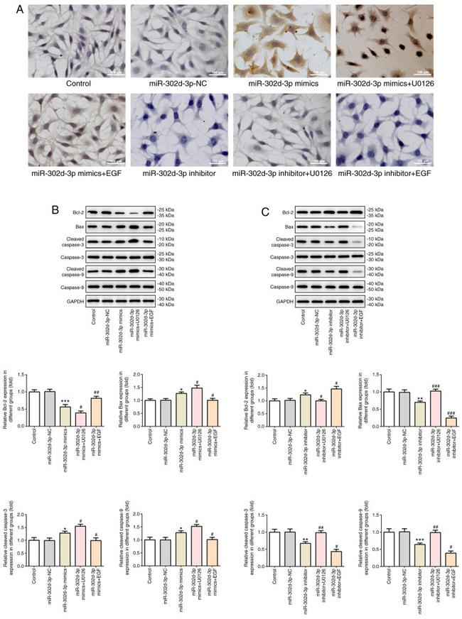 Caspase 9 (Cleaved Asp315) Antibody in Western Blot (WB)