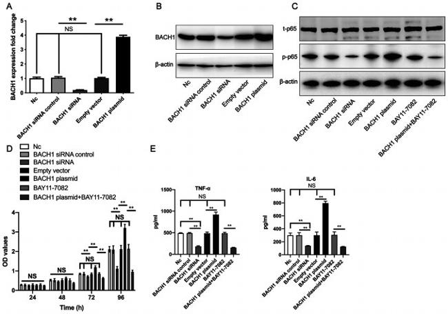 BACH1 Antibody in Western Blot (WB)