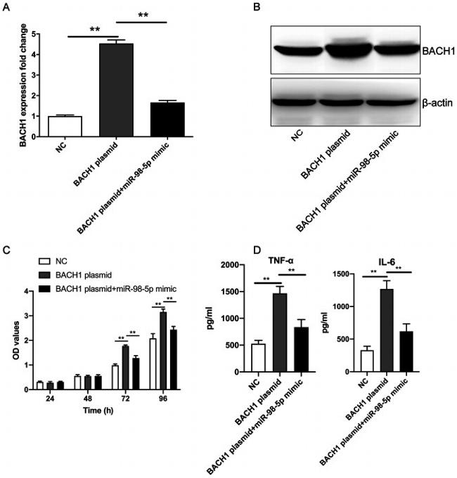 BACH1 Antibody in Western Blot (WB)