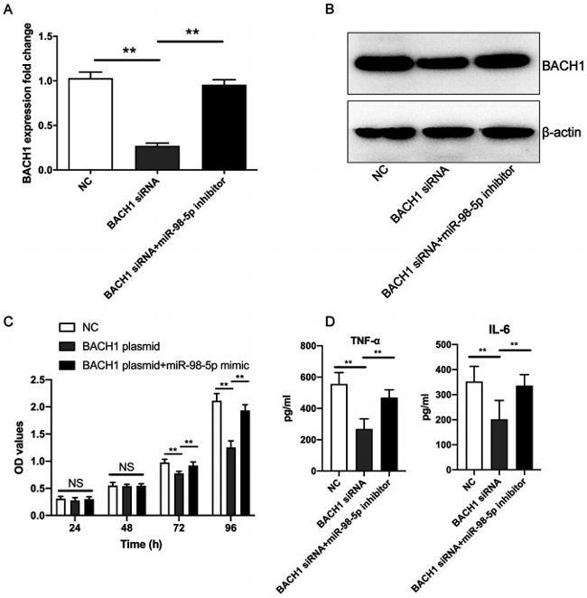 BACH1 Antibody in Western Blot (WB)