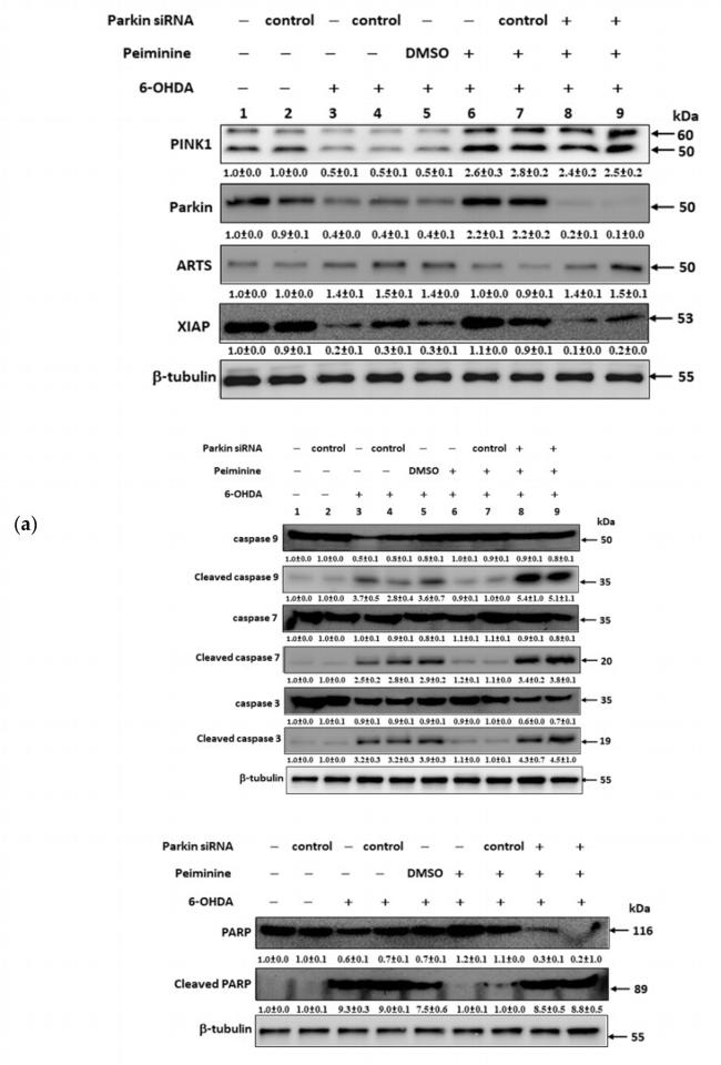 ARTS Antibody in Western Blot (WB)