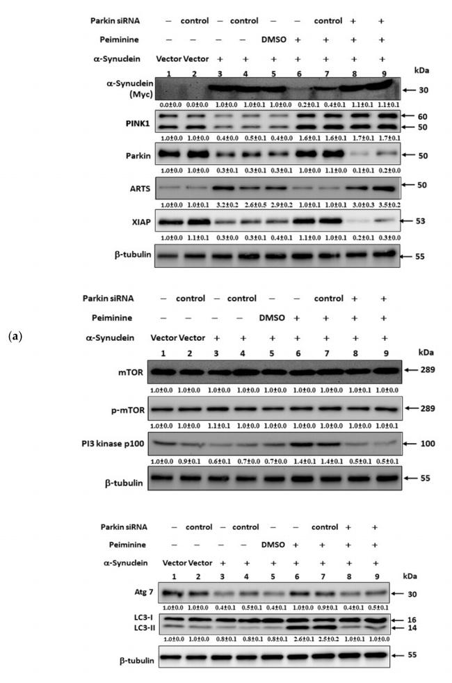 ARTS Antibody in Western Blot (WB)