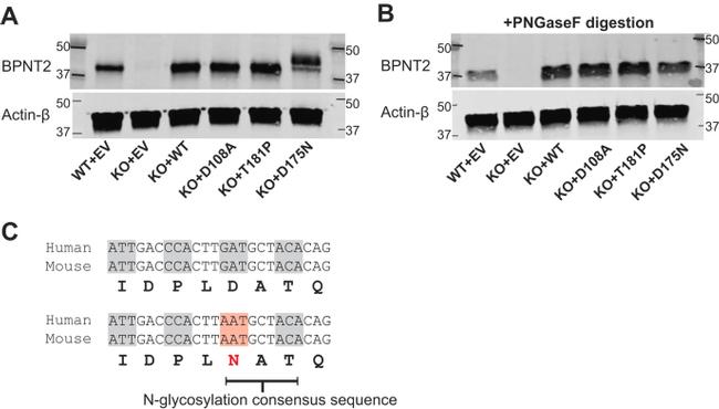 Actin Antibody in Western Blot (WB)