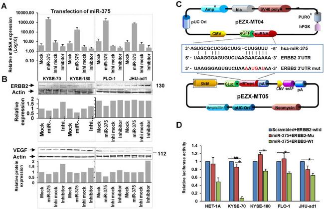 beta Actin Antibody in Western Blot (WB)