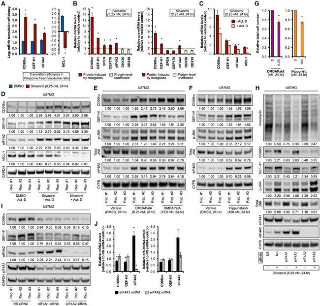 Cyclophilin B Antibody in Western Blot (WB)