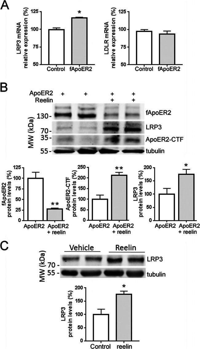 ApoER2 Antibody in Western Blot (WB)