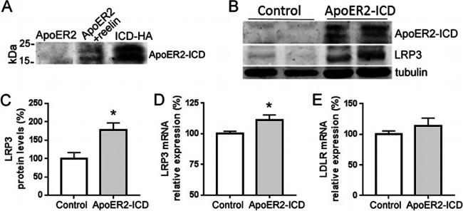 ApoER2 Antibody in Western Blot (WB)