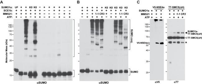 V5 Tag Antibody in Western Blot (WB)