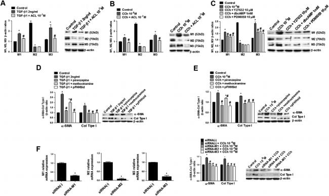 Collagen I Antibody