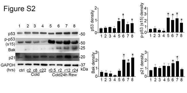 p21 Antibody in Western Blot (WB)