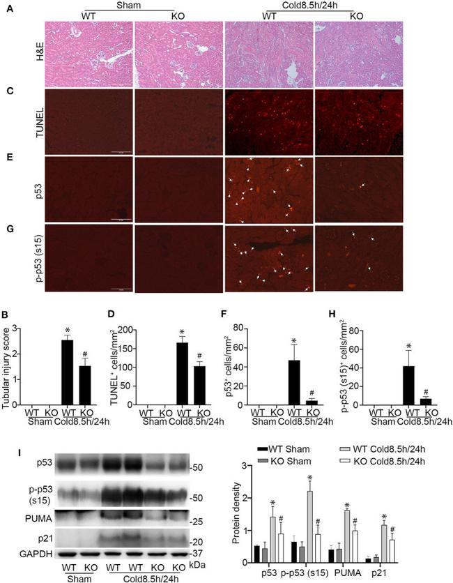 p21 Antibody in Western Blot (WB)