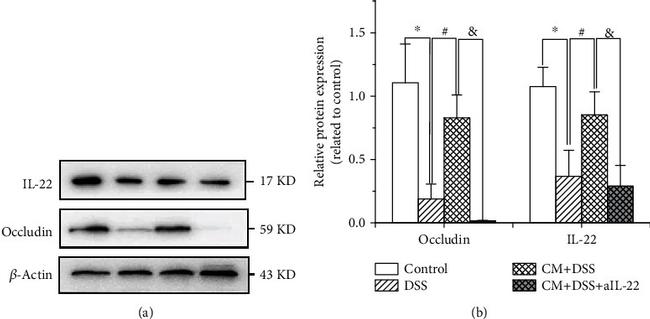 IL-22 Antibody in Functional Assay (Functional)