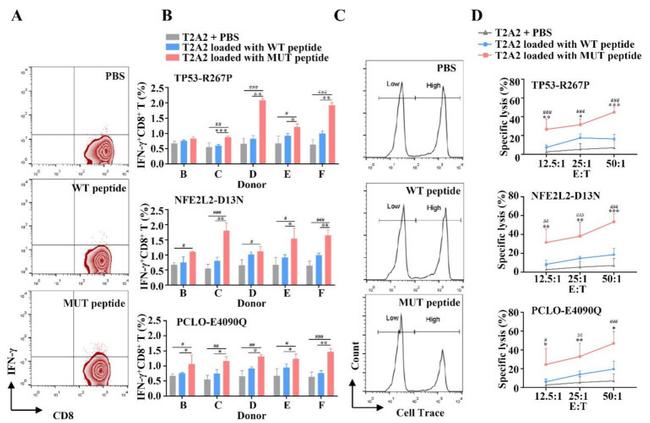 IFN gamma Antibody in Flow Cytometry (Flow)