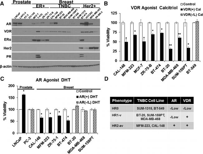 Progesterone Receptor Antibody in Western Blot (WB)