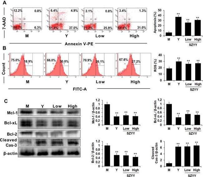 Bcl-2 Antibody in Western Blot (WB)