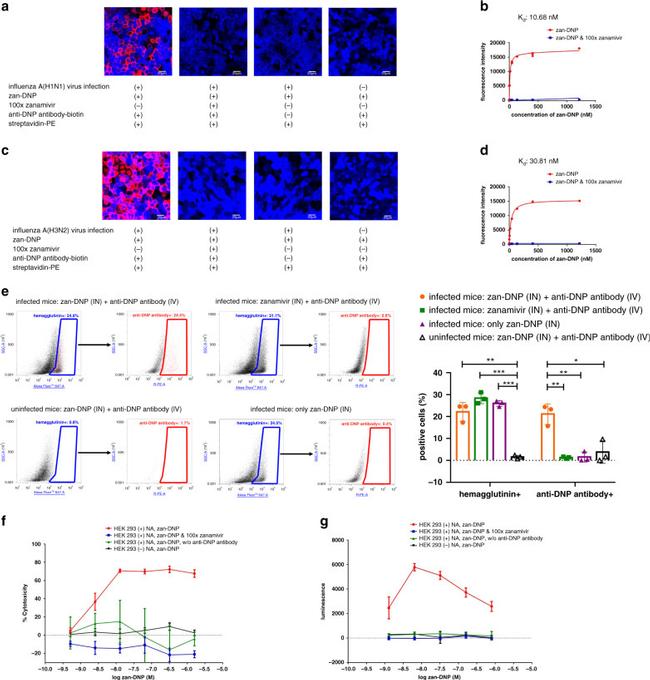 Dinitrophenyl-KLH Antibody in Cytotoxicity Assay (CT)