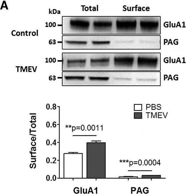 Rabbit IgG (H+L) Secondary Antibody in Western Blot (WB)