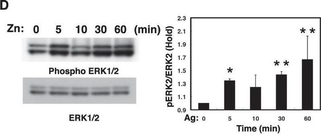 Mouse IgG (H+L) Secondary Antibody in Western Blot (WB)