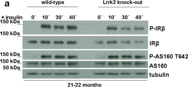 Sheep IgG (H+L) Secondary Antibody in Western Blot (WB)