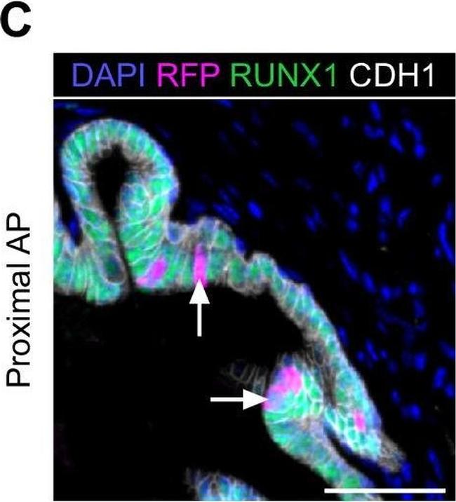 Goat IgG (H+L) Cross-Adsorbed Secondary Antibody in Immunohistochemistry (Paraffin) (IHC (P))