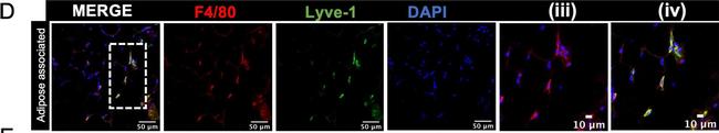 Rat IgG (H+L) Highly Cross-Adsorbed Secondary Antibody in Immunohistochemistry (IHC)