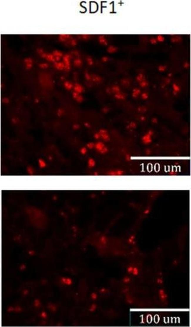 Rabbit IgG (H+L) Cross-Adsorbed Secondary Antibody in Immunocytochemistry (ICC/IF)