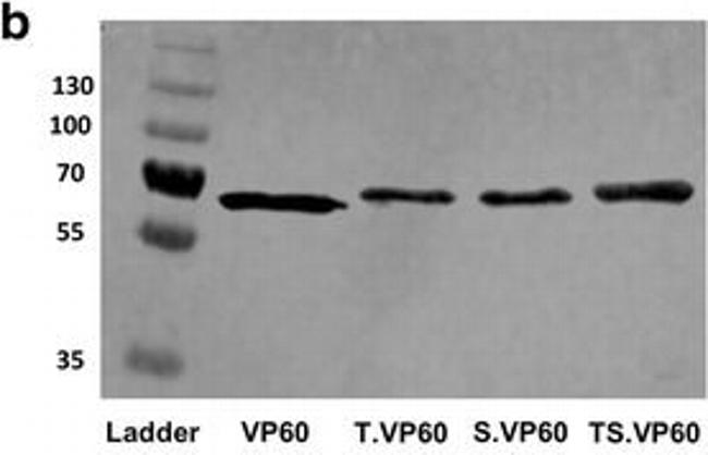 Rabbit IgG (H+L) Cross-Adsorbed Secondary Antibody in Western Blot (WB)