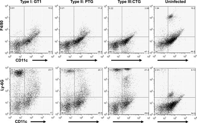 Ly-6G/Ly-6C Antibody in Flow Cytometry (Flow)