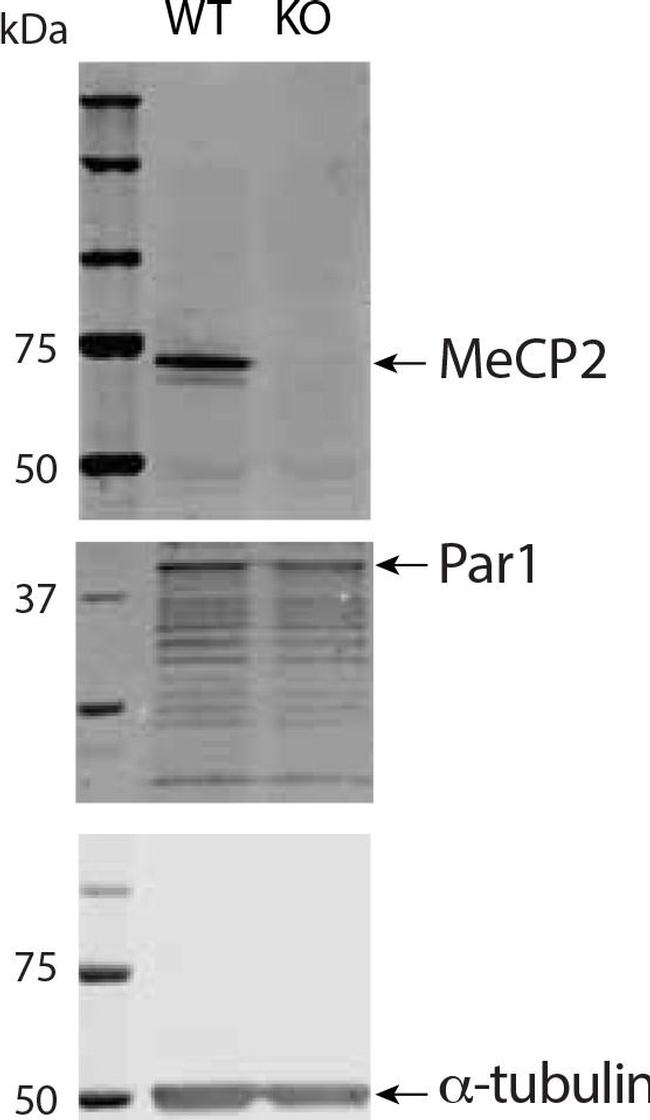 Mouse IgG (H+L) Secondary Antibody in Western Blot (WB)