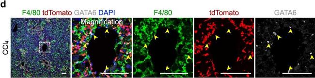 Rabbit IgG (H+L) Highly Cross-Adsorbed Secondary Antibody in Immunohistochemistry (PFA fixed) (IHC (PFA))