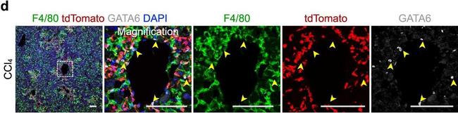 Rat IgG (H+L) Highly Cross-Adsorbed Secondary Antibody in Immunohistochemistry (PFA fixed) (IHC (PFA))