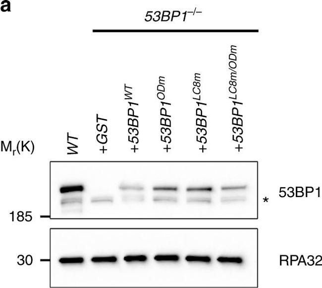 Mouse IgG (H+L) Secondary Antibody in Western Blot (WB)