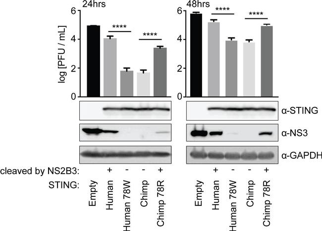 Mouse IgG (H+L) Secondary Antibody in Western Blot (WB)