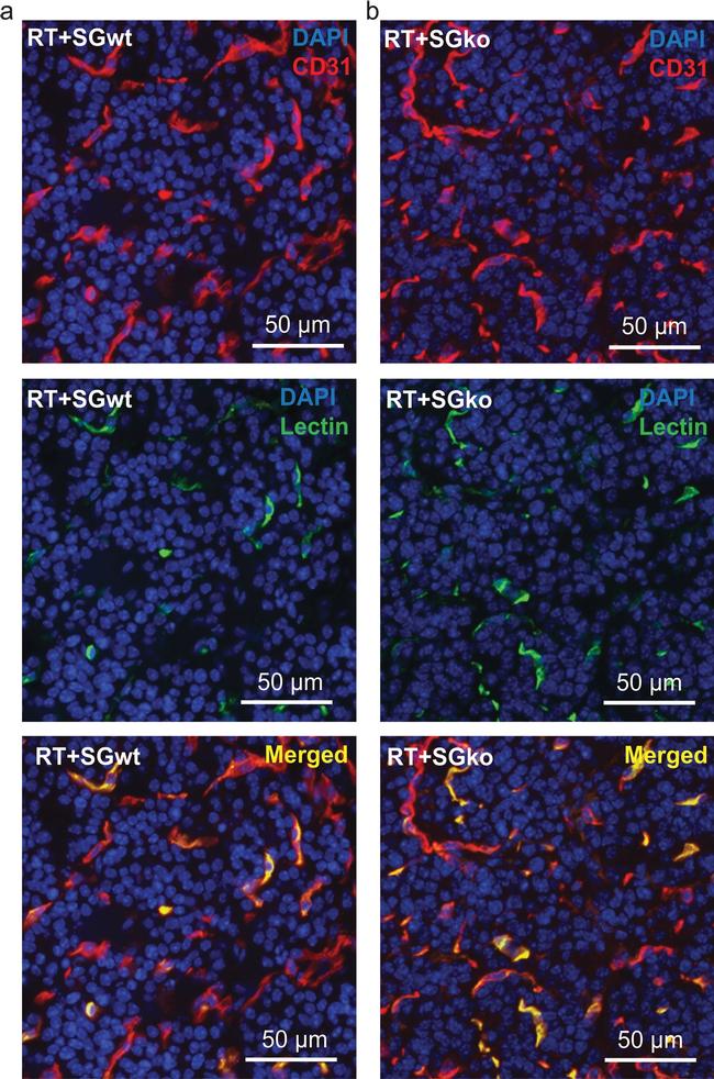 Rat IgG (H+L) Cross-Adsorbed Secondary Antibody in Immunohistochemistry (IHC)